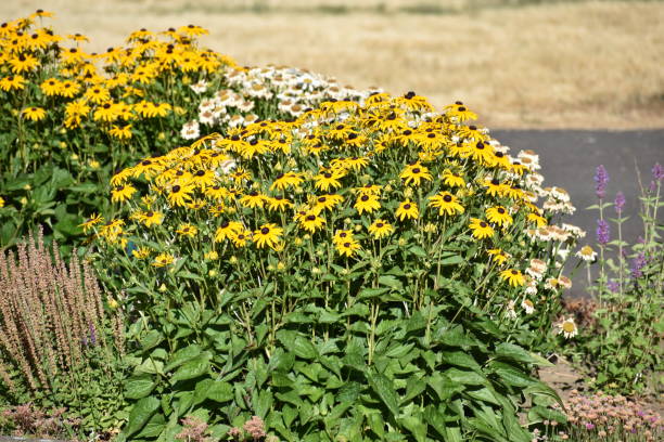 istock Oregon Summer Flower Plant 1427055357