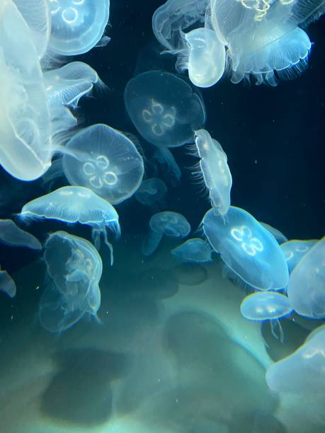 Jellyfish Swimming