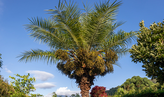 Phoenix roebelenii palm tree, known as dwarf date palm, full of almost ripe fruits, tameras, with blue sky in the background, Itaipava, Rio de Janeiro, Brazil