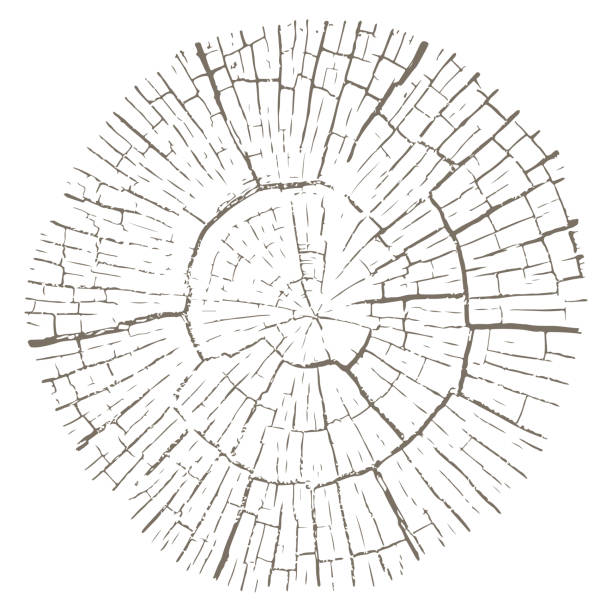 ilustrações de stock, clip art, desenhos animados e ícones de texture of cracked end of old wooden log - wood lumber industry tree ring wood grain