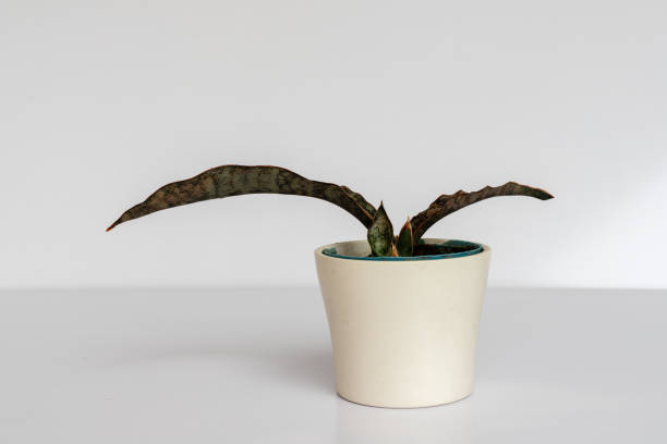 istock Sansevieria Kirkii coppertone snake plant closeup 1427095238