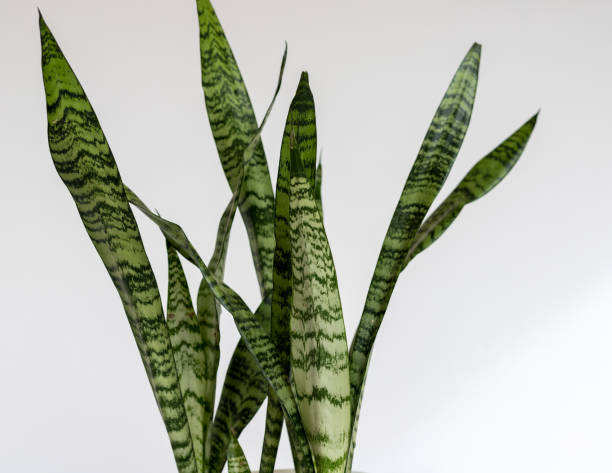istock Sansevieria Zeylanica snake plant leaves closeup on isolated white background 1427096082