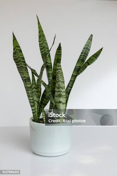 Sansevieria Zeylanica In A White Marble Pot With Minimalist Concepton White Isolated Background Stock Photo - Download Image Now