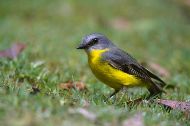 Eastern Yellow Robin Study stock photo