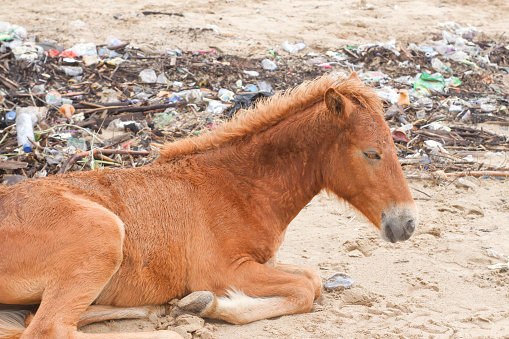 horses relaxing on a dirty beach