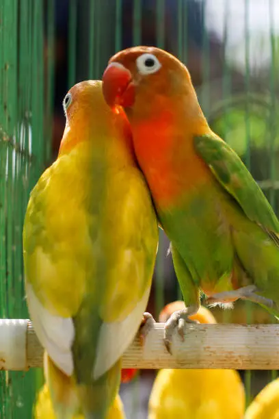Photo of lovebird couple in the cage