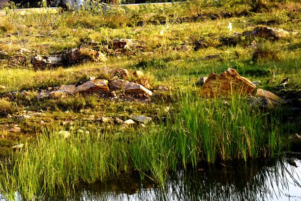 istock A water body - pond 1427102358