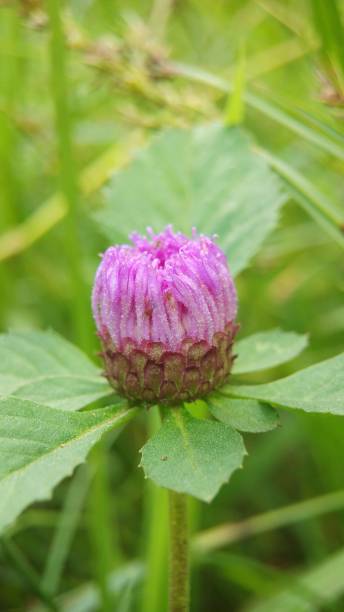 istock Purple Cass Centratherum Punctatum Flowers 1427105113