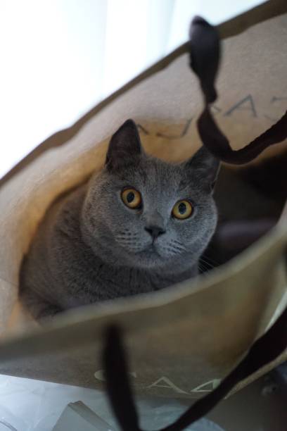 istock British shorthair blue cat lie in the sofa 1427107380