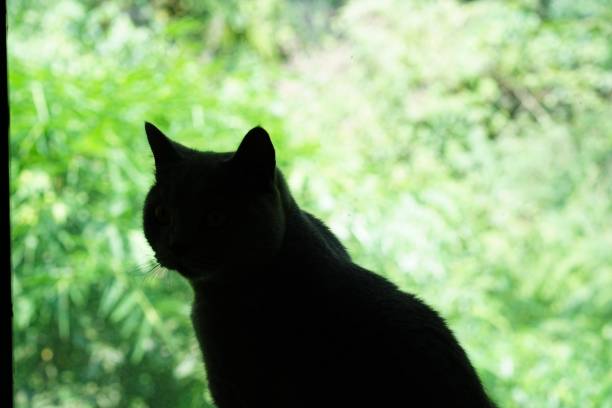 istock British shorthair blue cat sketch 1427107503