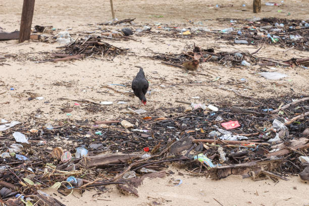 istock chicken looking for food on the dirty littered beach 1427107520