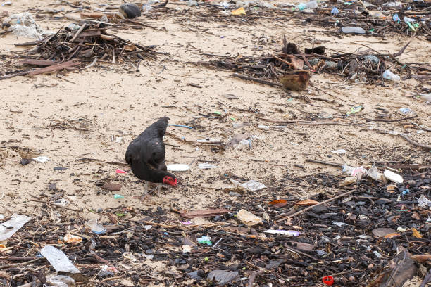 istock chicken looking for food on the dirty littered beach 1427107866