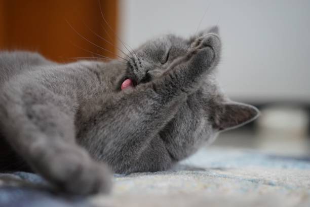 istock British shorthair blue cat licks its paws 1427108005