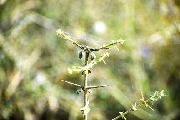 小さな緑の新しい植物 - 11316 ストックフォトと画像