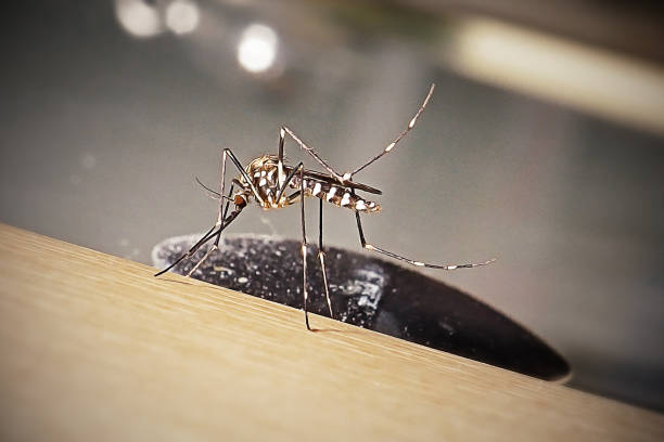 Aedes japonicus Asian Bush Mosquito Insect. Digitally Enhanced Photograph.
