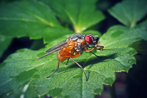 istock Phaonia rufiventris Fly Insect 1427109338