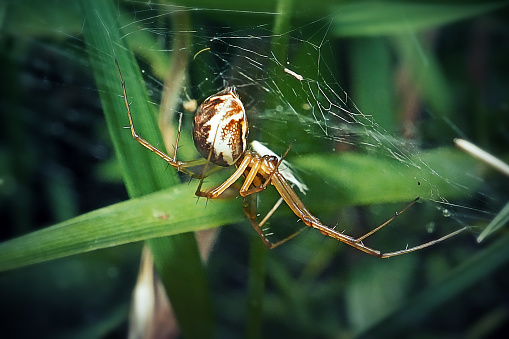 Linyphia triangularis Dwarf Spider. Digitally Enhanced Photograph.