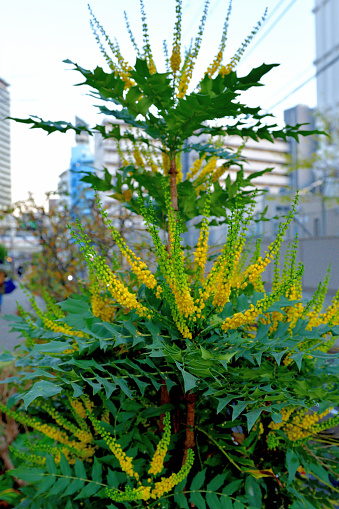 Mahonia bealei, commonly known as Leatherleaf Mahonia or Beale’s barberry, is an evergreen shrub with large, leathery leaves, each composed of 9-13 spiny leaflets. Fragrant yellow flowers in loose, spreading to pendant racemes, bloom in late winter to early spring (February- April). Flowers are followed by ornamentally attractive, waxy green fruits which hang in grape-like clusters and mature to blue-black in late spring to early summer.
