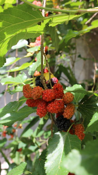 istock Raspberries in the daylight 1427110027