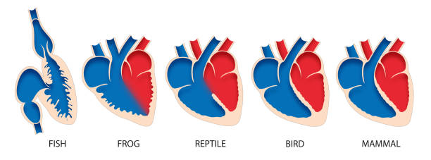 anatomie comparée du cœur chez les vertébrés - animal vertébré photos et images de collection