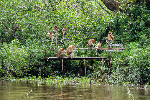 The Family of Proboscis Monkeys on the tree near in the river