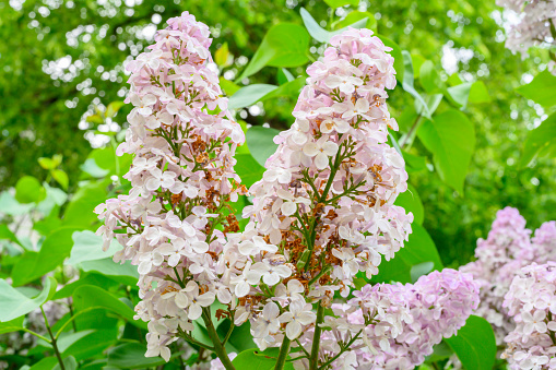 Blooming spring flowers. Beautiful flowering flowers of lilac tree. The spring concept. The branches of lilac on a tree in a garden.