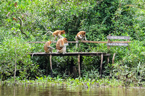 The Family of Proboscis Monkeys on the tree near in the river