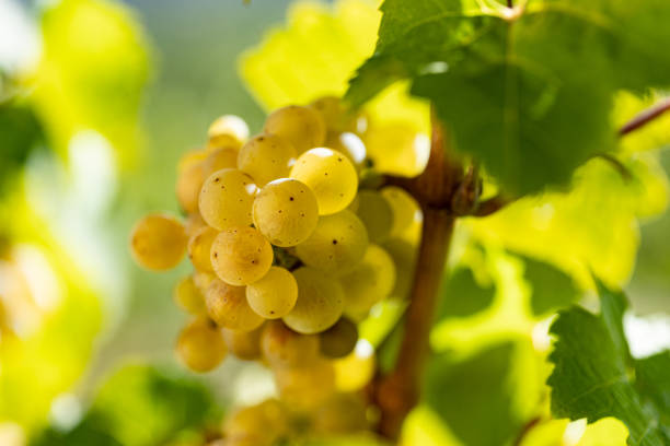 feche-se uvas brancas penduradas em uma videira. - vineyard ripe crop vine - fotografias e filmes do acervo