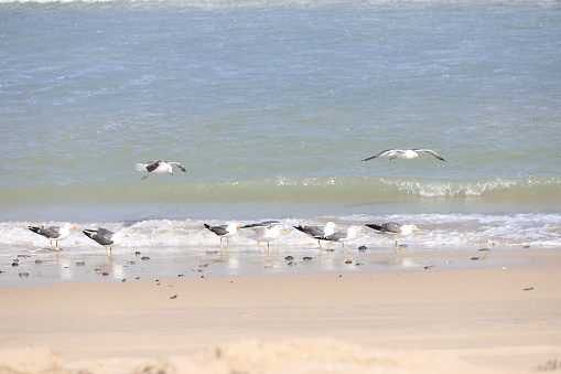 Seagulls at Asylah beach in the Eastern side of Oman