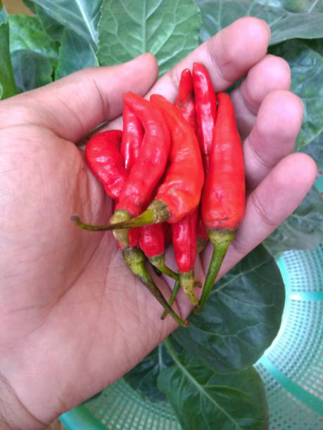 istock Indonesian Spicy Red Chili 1427116596