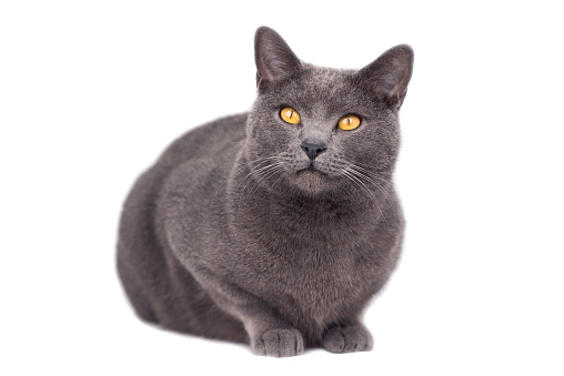 The Chartreux is a rare breed of cat from France. They are quite observant and intelligent cats. Great family cat.