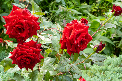 beautiful dark red velvet rose heads with dew drops, condition after watering flowers in the garden, after rain, postcard cover greetings background, green leaves on bush