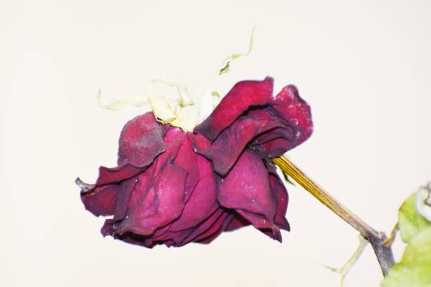 istock Snap of dry red rose 1427117760