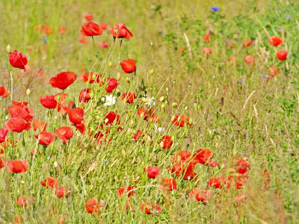 istock Poppy flowers in open field 1427119104