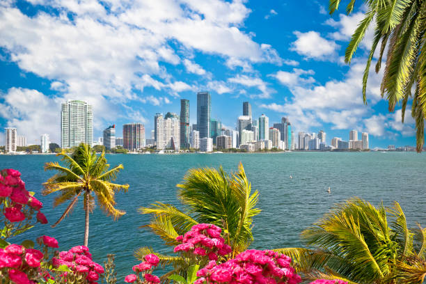 istock Miami waterfront skyline through palms and flowers view 1427121645