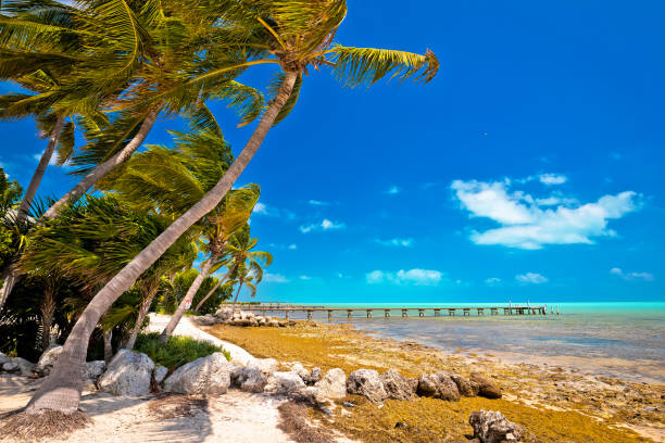 idílica playa de palmeras en islamorada en los cayos de florida - miami marathon fotografías e imágenes de stock