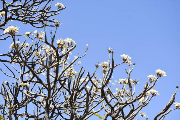 cliché d’une plante à fleurs blanches sur fond de ciel bleu clair - 11874 photos et images de collection