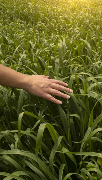 istock Womans hand touching a young wheat in the wheat field while sunset. 1427122867