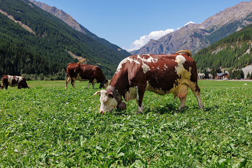 Cow Grazing on an Huge Green Meadow with Mountains in the Background.