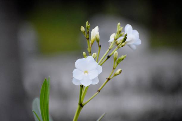 istock Oleander white (Nerium oleander 'Soeur Agnes') in bloom in a garden. 1427124488