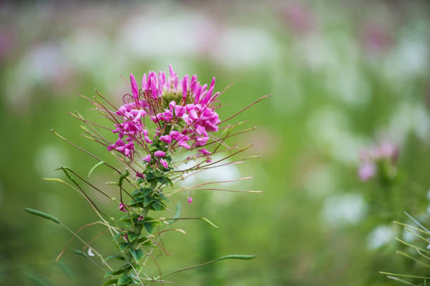 Spinnenblume - Cleome spinosa
