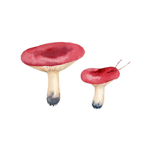 ilustrações, clipart, desenhos animados e ícones de dois cogumelos vermelhos russula. arte desenhada à mão para cartões de boas-vindas, convites, padrões vintage e decoração de interiores. ilustração artística - mushroom edible mushroom red botany