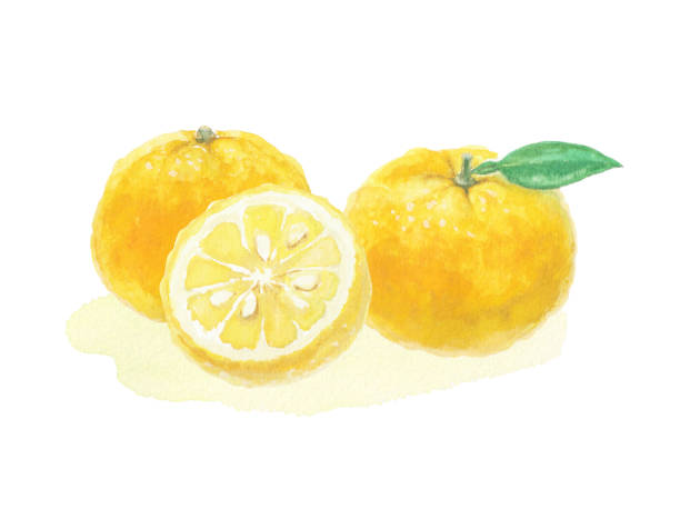 ilustrações, clipart, desenhos animados e ícones de ilustração de yuzu desenhada com aquarelas - citrus fruit orange mandarin orange tangerine