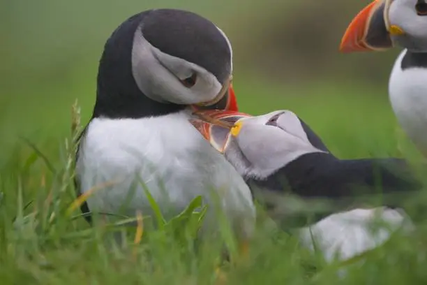 Photo of Closeup view of two Atlantic puffins kissing each other, Mikynes island, Faroe