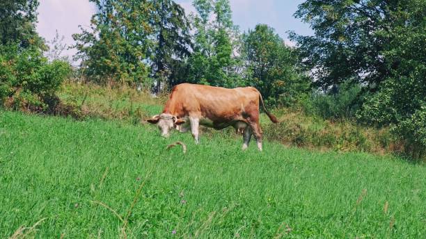 istock Red Milk Cow Eating Grass on Hillside Pasture 1427131127