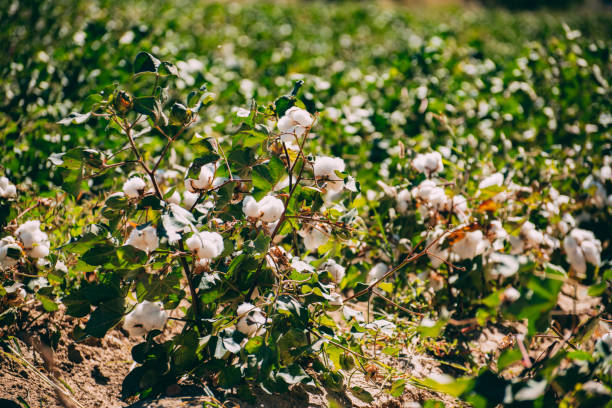 istock Cotton Plants in the Field 1427132072