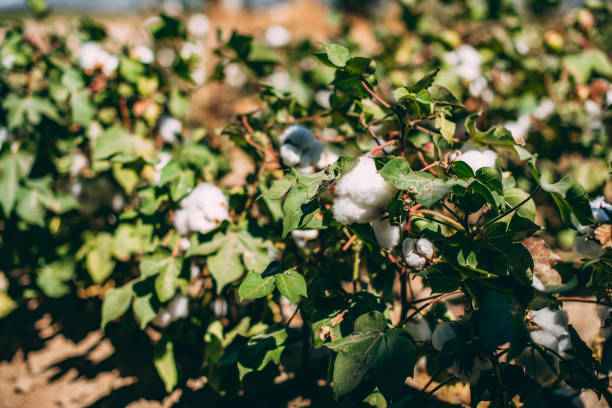 istock Cotton Plants in the Field 1427132113