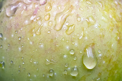 close up texture green ripe apple growing on branch of tree in the garden, autumn harvest time, tree watering, rain drops, dew on fruit