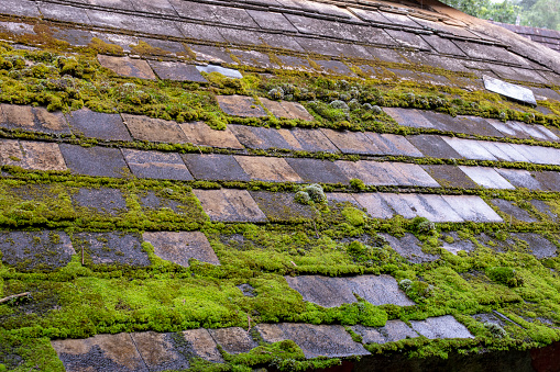 Moss that grows on old and damp roofs