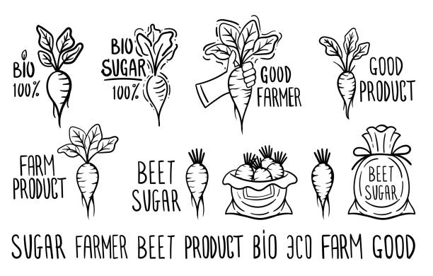 ręcznie naszkicowane plakietki i etykiety buraków cukrowych. czarno-białe korzenie z ręcznym napisem wyizolowanym na białym tle. - cukier burak stock illustrations
